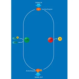 PHOSPHATASES