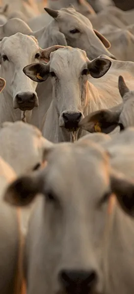Ruminants