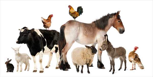 ANIMAL HEALTH PRODUCTS