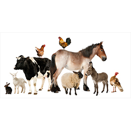ANIMAL HEALTH PRODUCTS