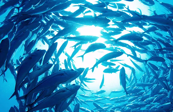 AQUA CLUTURE