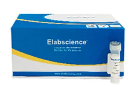 14-3-3 epsilon Polyclonal Antibody